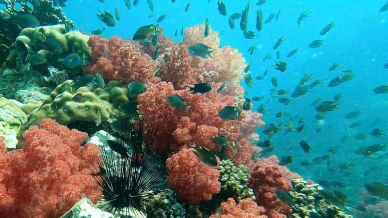 Private boat snorkeling trip half day - Final Thoughts