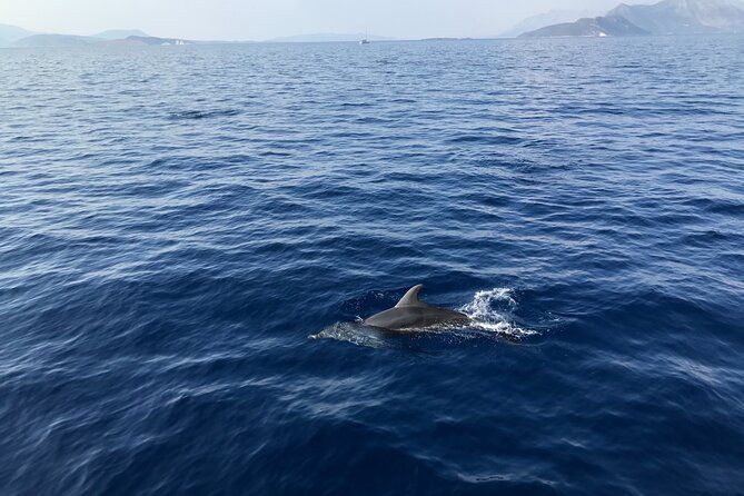 private-boat-tour-from-la-spezia-to-portovenere-and-palmaria-islands-tino-tinetto