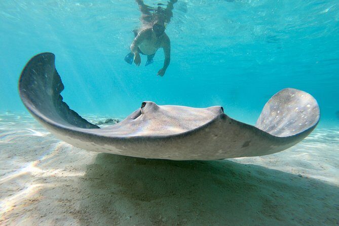 Private Boat Tour of Moorea Lagoon - Price and Value