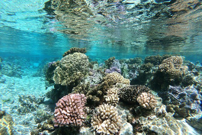 Private Boat Tour of Moorea Lagoon - Frequently Asked Questions