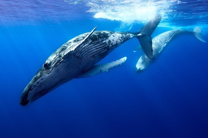 Private boat tour to swim with whales and sharks - An In-Depth Look at the Moorea Marine Adventure