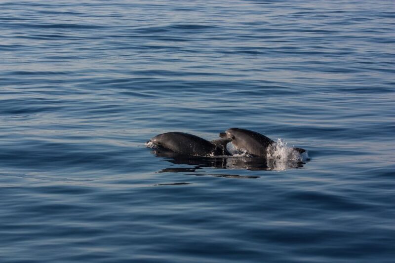 Private Boat tour with snorkeling, Hot Springs & Caldera - The Sum Up