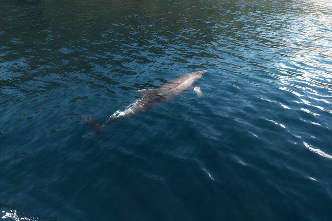 private-boat-tours-dubrovnik-beach-stops-and-blue-cave-tour-2