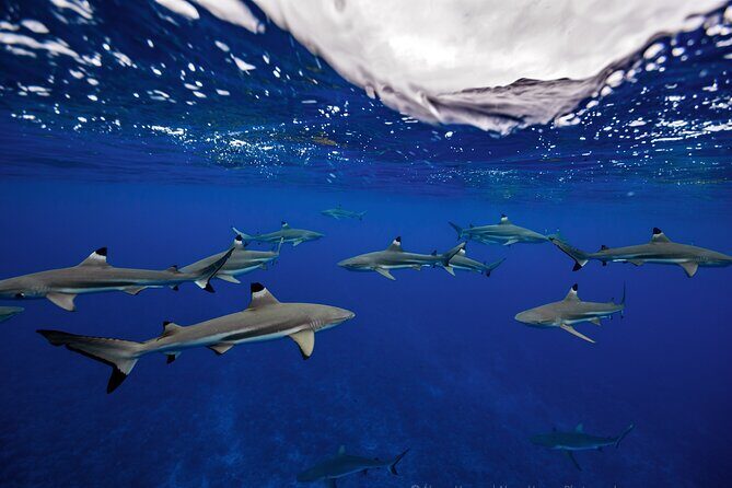 Private Boat Tours on Moorea Lagoon - Final Verdict