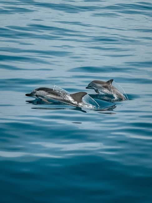 Private boat trips in Porec: dolphin watching, panoramic tour - Key Points