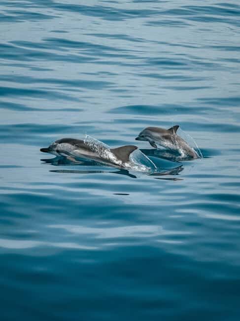 Private boat trips in Porec: dolphin watching, panoramic tour - Overview of the Experience