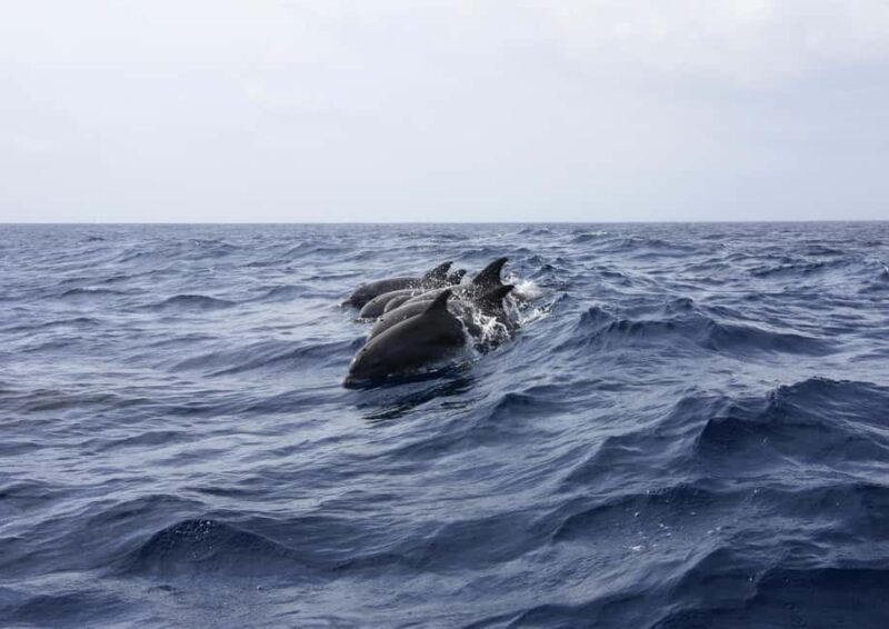 Private boat trips in Porec: dolphin watching, panoramic tour - The Intimate Setting and Personal Touch