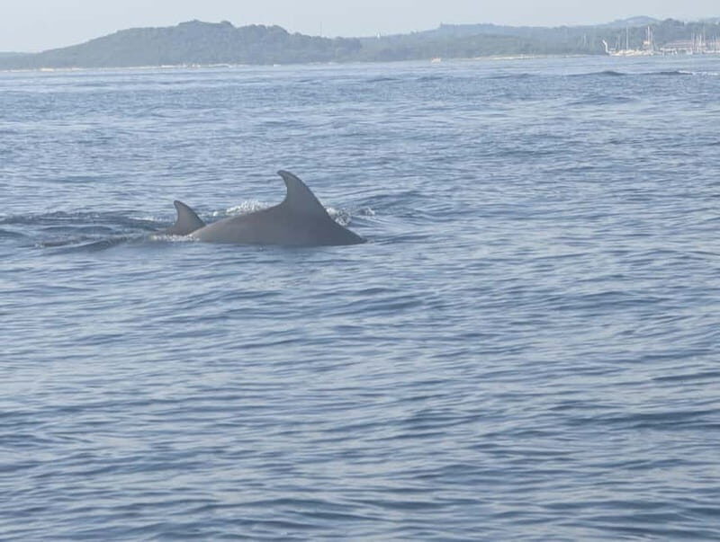 Private boat trips in Porec: dolphin watching, panoramic tour - Practical Details and Tips