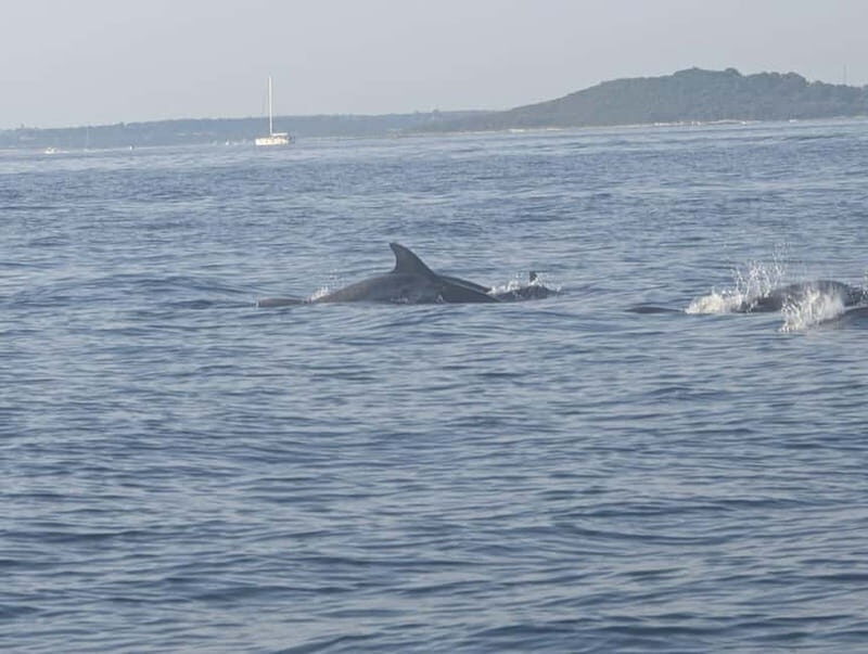 Private boat trips in Porec: dolphin watching, panoramic tour - The Sum Up