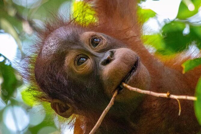 Private Borneo River Cruise and orangutan watching 4D3N - Key Points