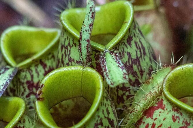 Private Borneo River Cruise and orangutan watching 4D3N - Possible Drawbacks or Considerations