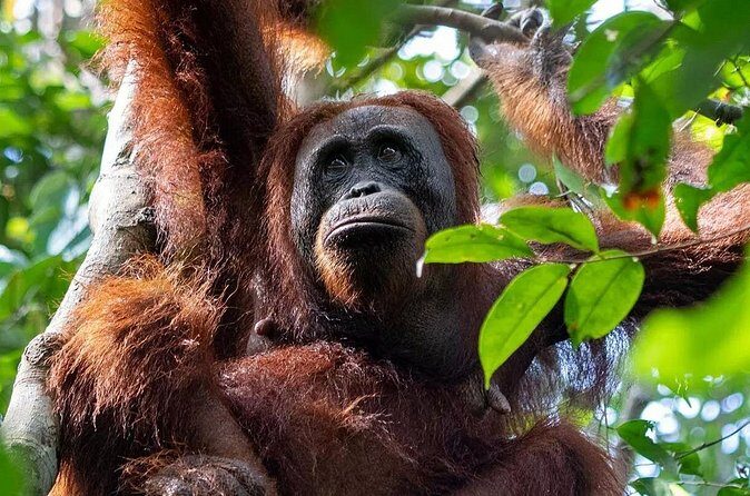 Private Borneo River Cruise and orangutan watching 4D3N - FAQ