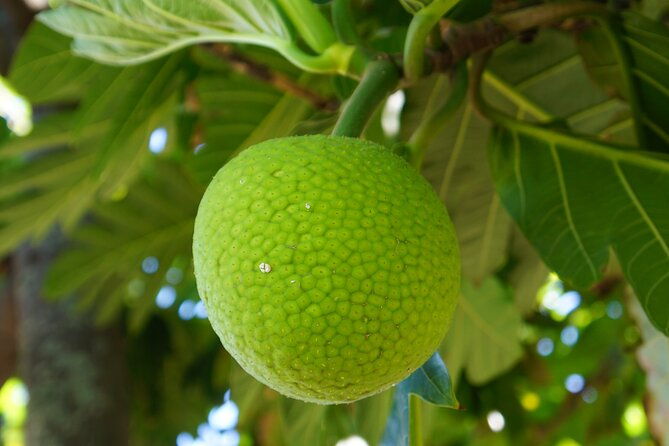 private-botanical-garden-experience-in-the-heart-of-maui