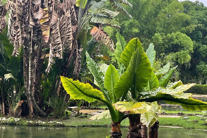 private-botanical-garden-tour-in-rio-de-janeiro