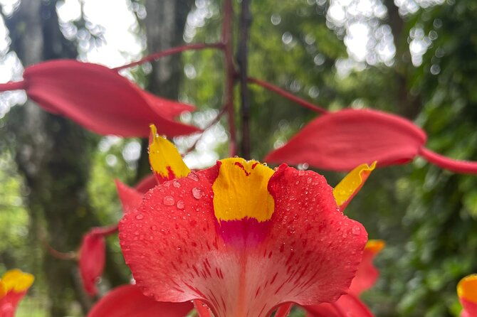 private-botanical-garden-tour-in-rio-de-janeiro