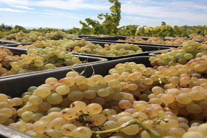 private-breakfast-winery-experience-private-wine-tasting-tour