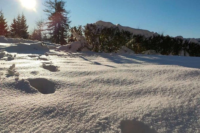 private-buggy-experience-all-seasons-in-pamporovo