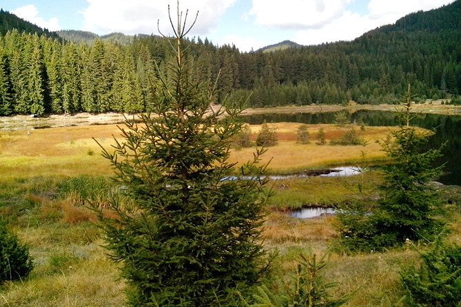 private-buggy-experience-all-seasons-in-pamporovo