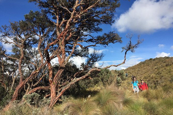 private-cajas-national-park-tour-through-cloud-forest-and-moorlands
