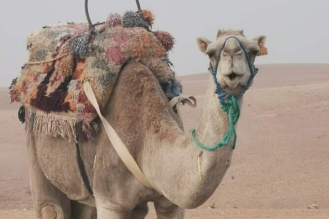 Private Camel Ride in Agafay Desert with Dinner Included - Key Points