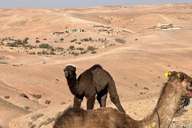 Private Camel Ride in Agafay Desert with Dinner Included - The Camel Ride: A Tranquil Sunset Stroll