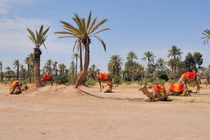 Private Camel Ride in Agafay Desert with Dinner Included - Who Is This Tour Best For?