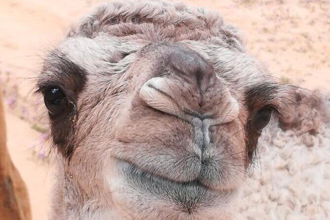 Private Camel Ride Sunset View at Wadi Rum, 30% off - FAQ