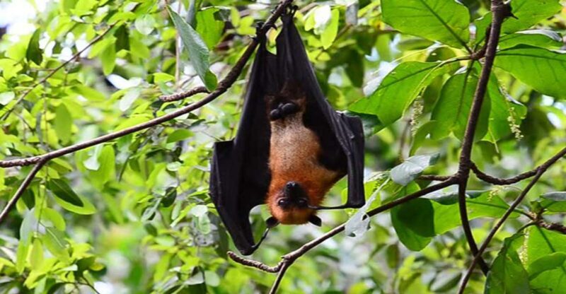 Private Can Gio Mangrove Biosphere Reserve 1 Day Tour - Who Would Love This Tour?  