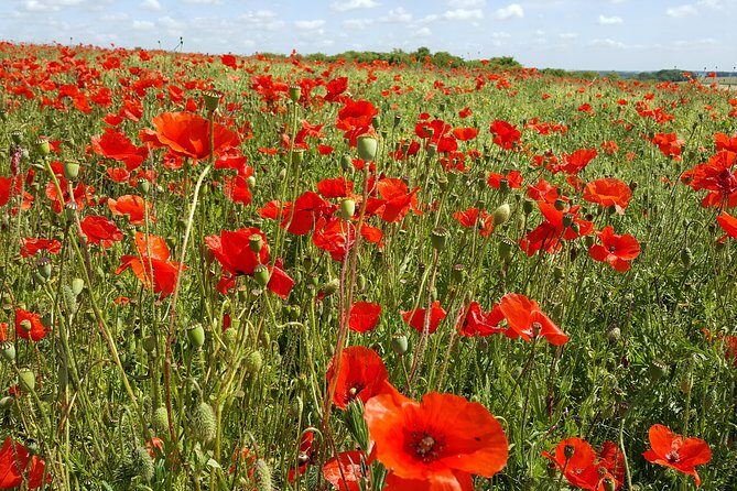 Private Canadian WW1 Vimy & Somme Battlefield Tour from Arras or Lille - The Sum Up: Is This Tour Right for You?