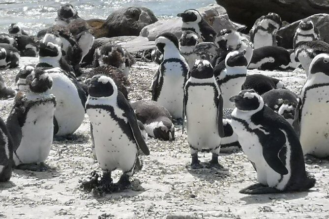 Private Cape of Good Hope and Penguins tour from Stellenbosch. - Who Should Consider This Tour?