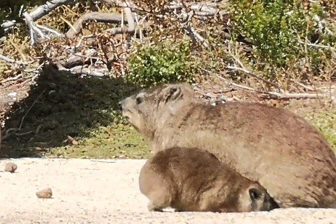 Private Cape of Good Hope Cape Point Penguins KirstenboschTour. - What’s Included and What’s Not