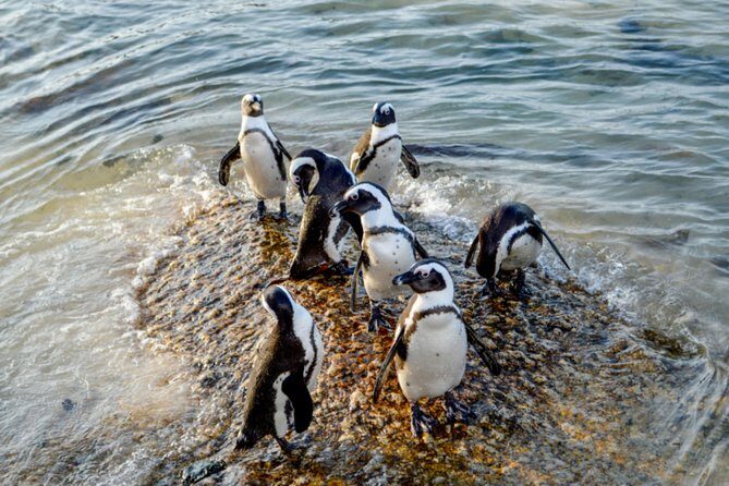 Private Cape of Good Hope Sightseeing and African Penguin Tour - The Practicalities: What to Expect