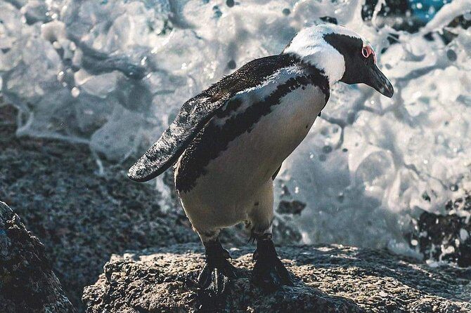 Private Cape Peninsula Tour - Who Will Love This Tour?
