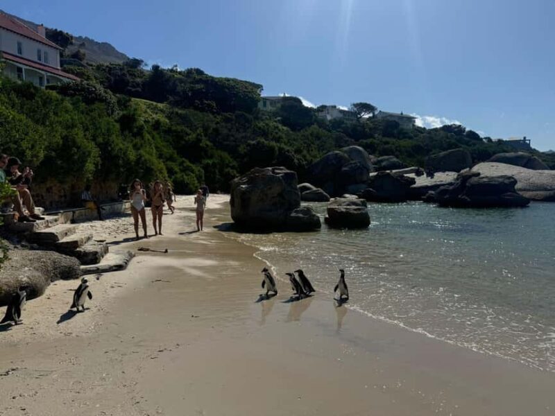Private Cape Peninsula Tour, Penguins, Cape Point & more... - Final Thoughts