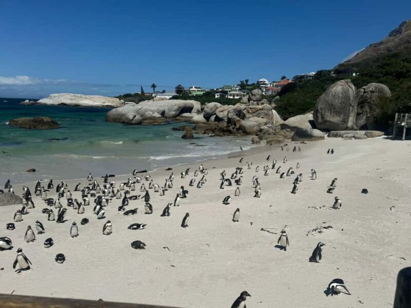 Private Cape Peninsula Tour, Penguins, Cape Point & more... - FAQ