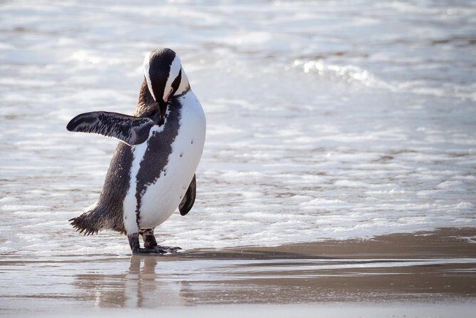 Private Cape Point and Penguins Day Tour with Entrance Fees - The Value of the Tour