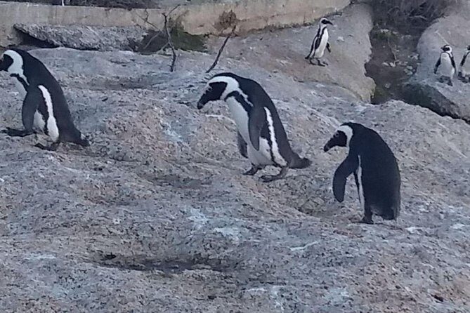 Private Cape Point Penguins Tour-Exploring the Cape Peninsula F/D - FAQ about the Private Cape Point Penguins Tour