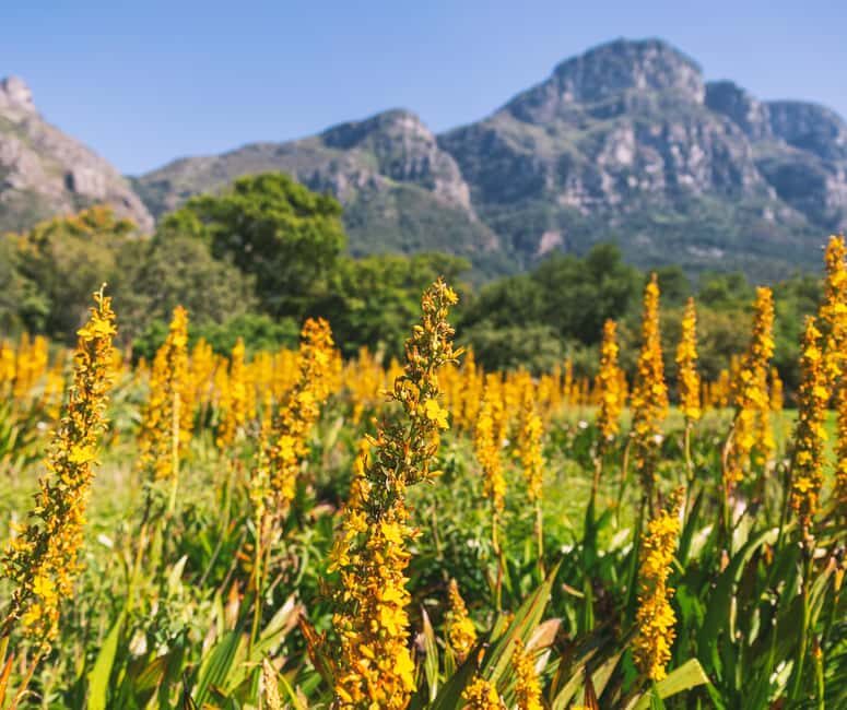 Private Cape Town and Garden Route Splendour - Key Points