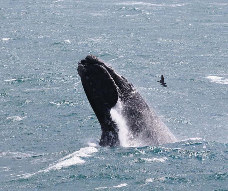 Private Cape Town and Garden Route Splendour - An Overview of the Tour Experience