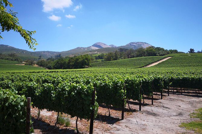 Private Cape Winelands from Stellenbosch OR Franschhoek OR Paarl - Who Should Consider This Tour