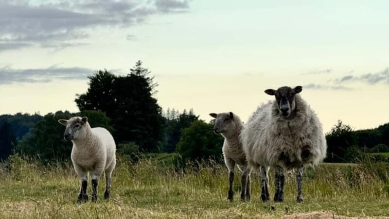 Private Car Tour: Limerick to Clare, Shannon,Bunratty,Burren - The Experience and How It Comes Together