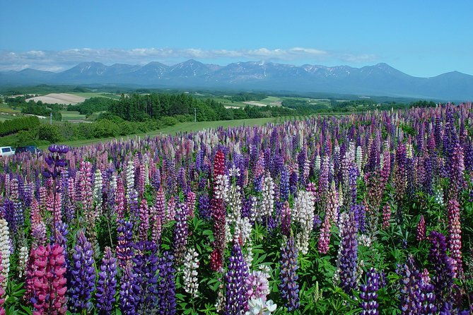 private-car-tour-of-furano-and-biei-in-hokkaido-with-local-guide