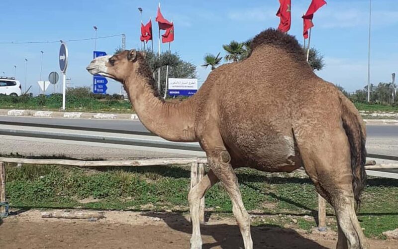 Private Casablanca desert tour 8 days Grand Morocco Tour - FAQs