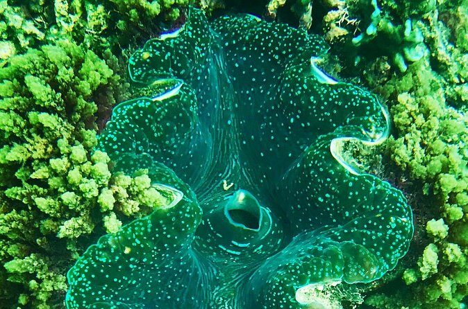 Private Catamaran Charter to Low Isles with Snorkelling and Lunch - Final Thoughts