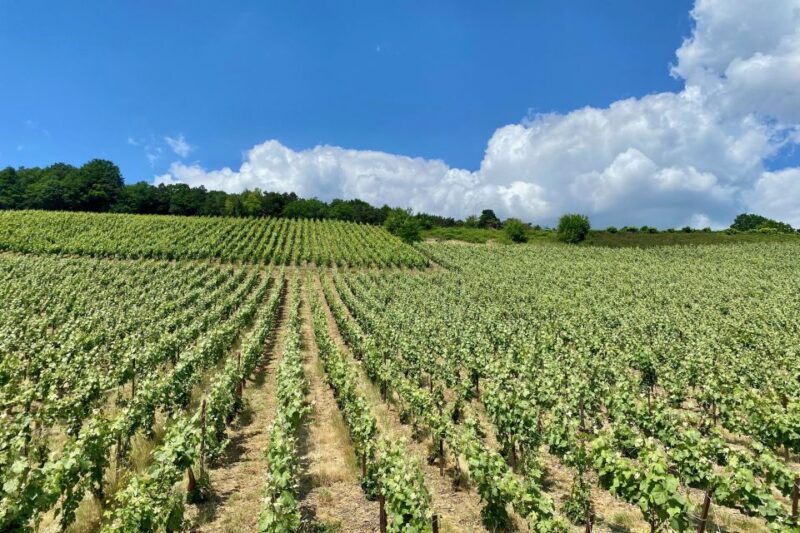 private-champagne-moet-et-chandon-pommery-pressoria