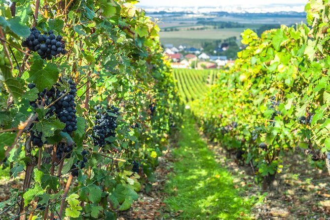 private-champagne-tour-family-growers-and-lunch