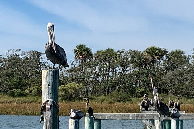 private-charleston-dolphin-and-eco-boat-tour-2