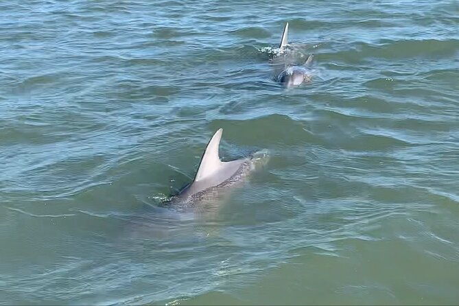 private-charleston-dolphin-and-eco-boat-tour-2