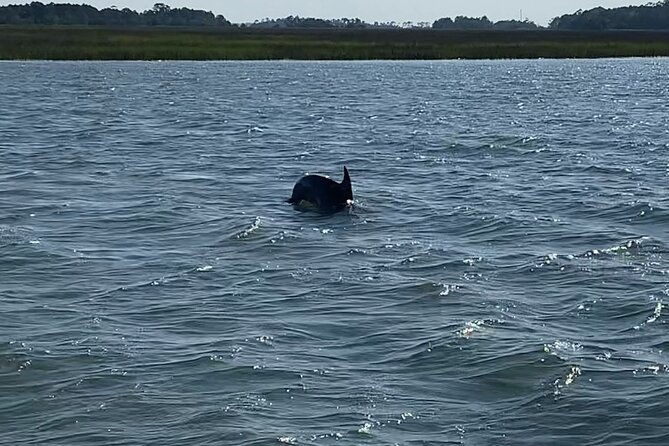private-charleston-dolphin-and-eco-boat-tour-2