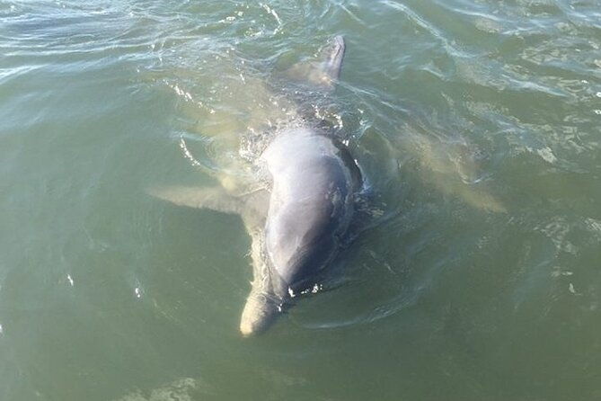 private-charleston-dolphin-and-eco-boat-tour